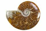 Polished Cretaceous Ammonite (Cleoniceras) Fossil - Madagascar #305904-1